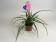 Tillandsia cyanea