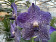 Vanda Blue Spotty (in Blüte/Knospe)