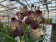 Vanda Chocolate Brown (in Blüte/Knospe)