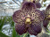 Vanda Chocolate Brown (in Blüte/Knospe)