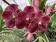 Vanda Chocolate Drop