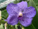 Vanda Dark Blue Spots (in Blüte/Knospe)