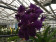 Vanda Deep Purple