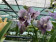 Vanda Divana Antique 'Mauve Plum' (In Knospe / Blüte)