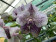 Vanda Divana Antique 'Mauve Plum' (In Knospe / Blüte)