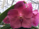 Vanda Flamingo