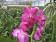 Vanda Karen