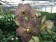 Vanda Maroon Spots (in Blüte/Knospe)