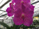 Vanda Pink Panther