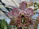 Vanda Roze Gold (in Blüte/Knospe)