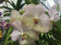 Vanda White Blues