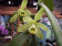 Vanilla planifolia 'variegata' (Rankegitter)