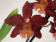 Wilsonara Red Ruby (1 Rispe)