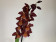Wilsonara Red Ruby (1 Rispe)
