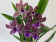 Zygopetalum Impasto Green (Jgpfl., frisch getopft)