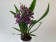 Zygopetalum Impasto Blue (2 Rispen)