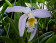 Laelia jongheana