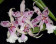 Beallara Peggy Ruth Carpenter