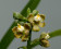 Encyclia maculosa 1