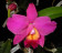 Sophrolaeliocattleya Mahalo Jack