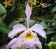 Cattleya schroederae