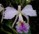 Cattleya labiata