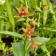 Epipactis thunbergii x gigantea 'red leaf' (abgeblüht / pflanzbereit)