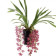 Cymbidium Cascade 'Anisa' (2-3 Rispenansätze)
