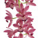 Cymbidium Cascade 'Anisa' (2-3 Rispenansätze)