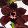 Cymbidium Kiwi Midnight 'Geyserland'