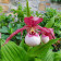 Cypripedium Lucy Pinkepank (mit neuem Austrieb)