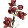 Cymbidium Dark Freak 'Mud in the Eye'