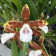 Miltonia candida