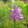 Orchis militaris