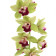 Cymbidium Pearl Dawson 'Procyon'