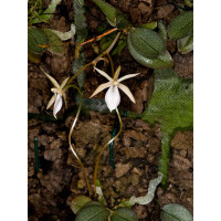 Aerangis punctata 