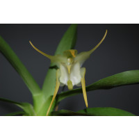Aeranthes grandiflora (Jgpfl.)