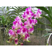 Aerides Korat Koki