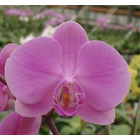 Phalaenopsis Mauritius