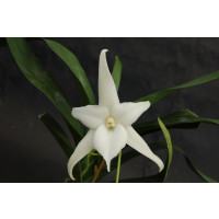 Angraecum sesquipedale (bosseri)