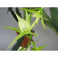 Angraecum Veitchii (Jgpfl.)