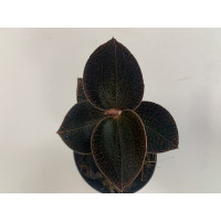 Anoectochilus roxburghii 'Red'