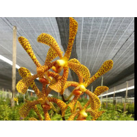Arachnis Maggie Oei 'variegata' 