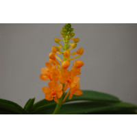 Ascocentrum miniatum