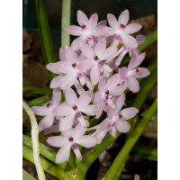 Ascocentrum christensonianum