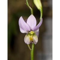 Barkeria whartoniana