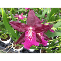 Beallara Marfitch 'Carribean Sunrise' (2 Rispen)