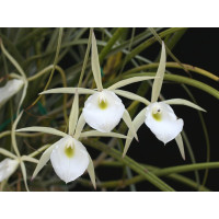 Brassavola flagellaris