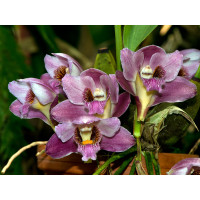 Bifrenaria harrisoniae