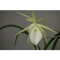 Brassavola nodosa 